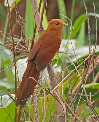 Little Cuckoo