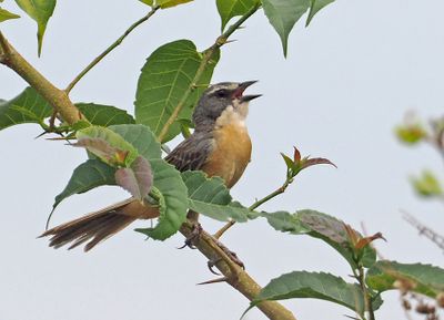 Long-tailed Reed-Finch