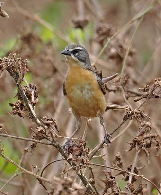 Long-tailed Reed-Finch