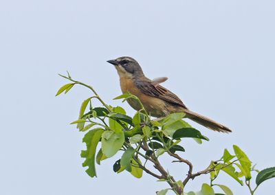 Long-tailed Reed-Finch