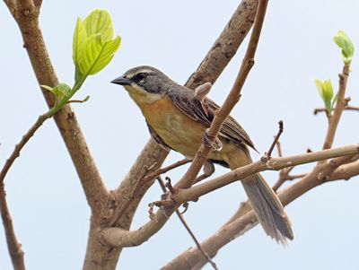 Long-tailed Reed-Finch
