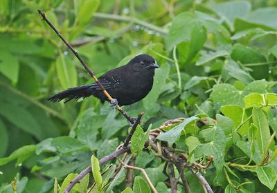 Mato Grosso Antbird