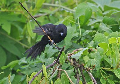 Mato Grosso Antbird