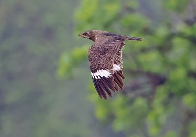 Nacunda Nighthawk