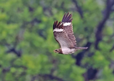 Nacunda Nighthawk