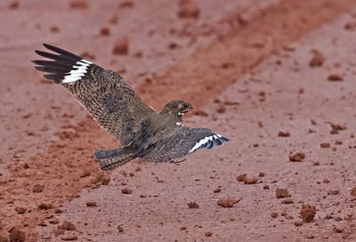 Nacunda Nighthawk