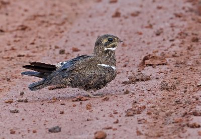 Nacunda Nighthawk