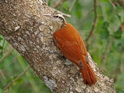 Narrow-billed Woodcreeper