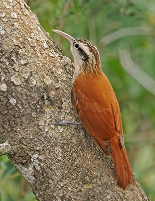 Narrow-billed Woodcreeper