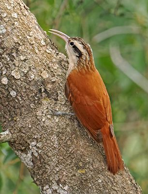 Narrow-billed Woodcreeper