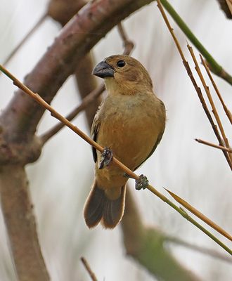 Rusty-collared Seedeater