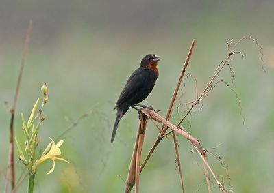 Scarlet-headed Blackbird