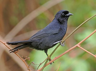 Velvet-fronted Grackle
