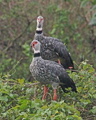 Southern Screamer
