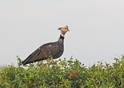 Southern Screamer