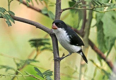 White-bellied Seedeater