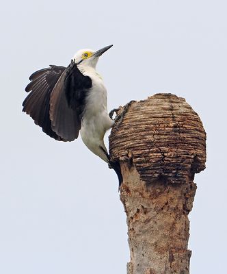 White Woodpecker