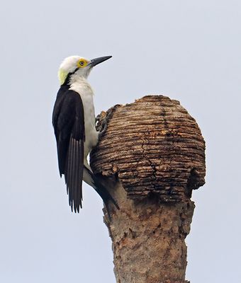 White Woodpecker