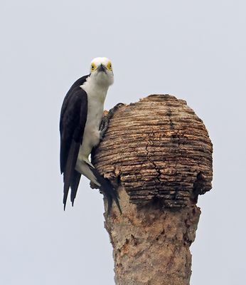 White Woodpecker