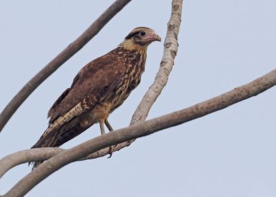 Yellow-headed Caracara