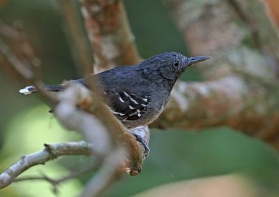 Band-tailed Antbird