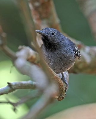 Band-tailed Antbird