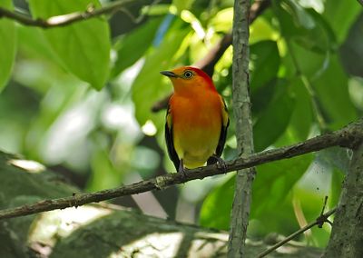 Band-tailed Manakin