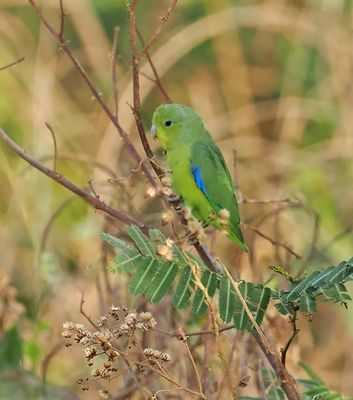 Cobalt-rumped Parrotlet