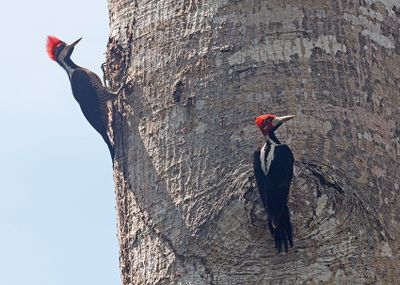 Crimson-crested Woodpecker