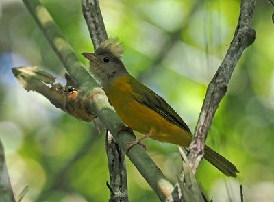 Gray-headed Tanager