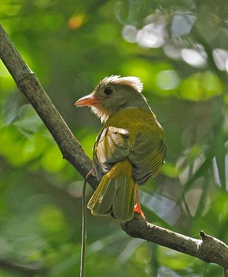 Gray-headed Tanager