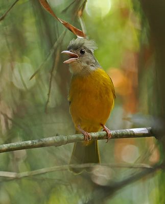 Gray-headed Tanager