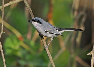 Masked Gnatcatcher