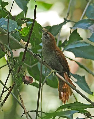 Plain Softtail