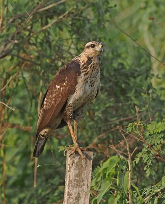 Savanna Hawk