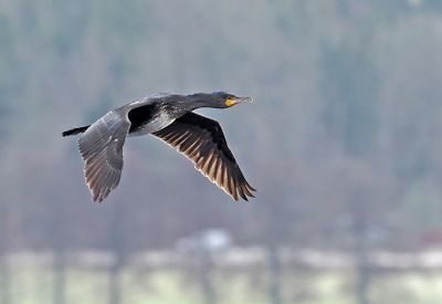 Great Cormorant