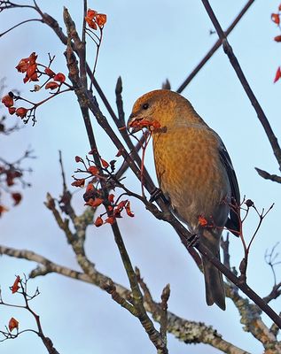 Pine Grosbeak