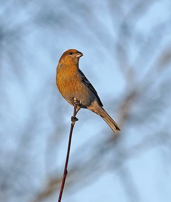 Pine Grosbeak
