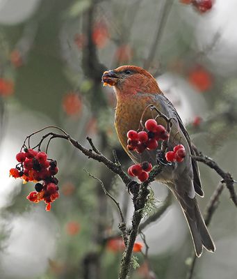 Pine Grosbeak