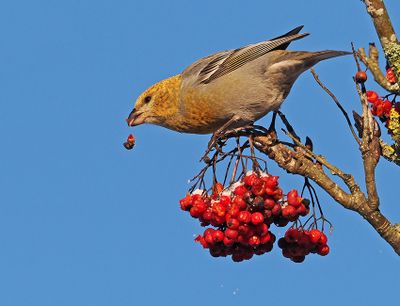 Pine Grosbeak