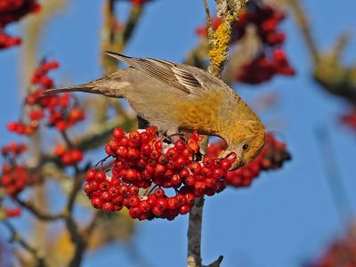 Pine Grosbeak