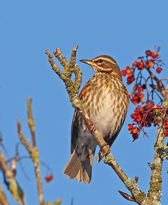 Redwing