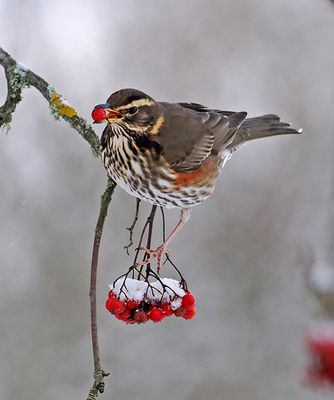 Redwing