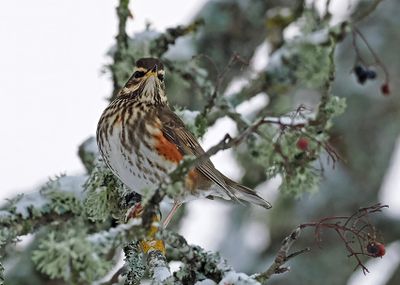 Redwing