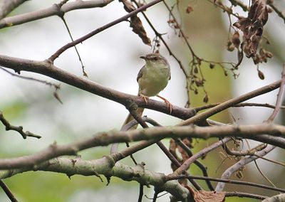 Brown Prinia