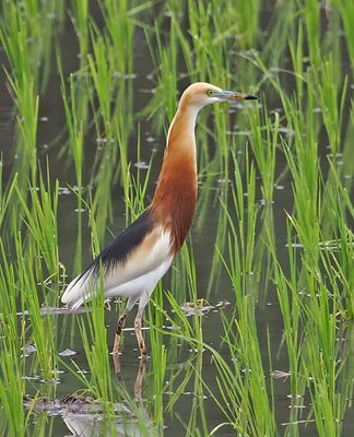 Javan Pond Heron