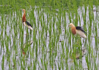 Javan Pond Heron