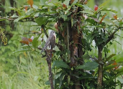 Plaintive Cuckoo