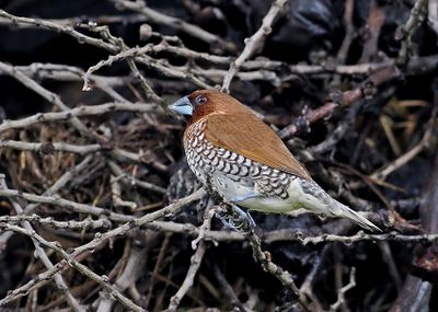 Scaly-breasted Munia