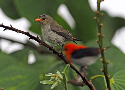 Scarlet-headed Flowerpecker